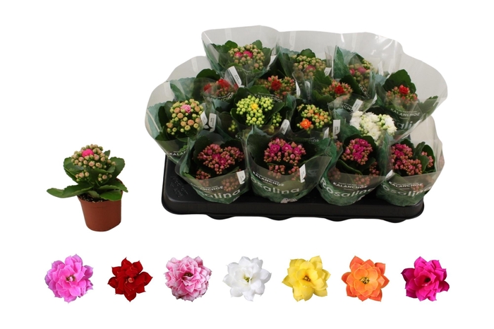 arr8 Kal Ge Ro Gem 6 Kl