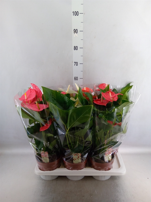 <h4>Anthurium   ...mix 4</h4>