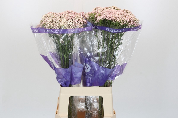 <h4>Ozothamnus Cooks Pink</h4>