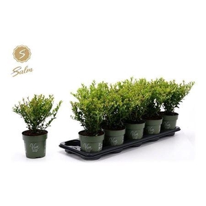 Ilex Crenata Jenny
