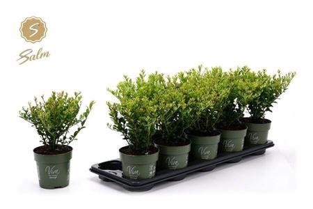 <h4>Ilex Crenata Jenny</h4>