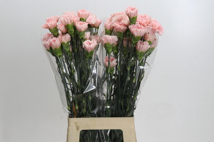 Dianthus St Sarah Pink