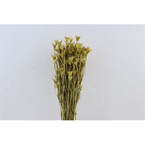 Dried Nigella Orientalis Yellow Bunch Slv