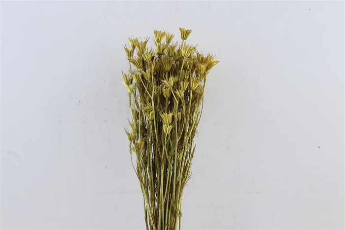 <h4>Dried Nigella Orientalis Yellow Bunch Slv</h4>