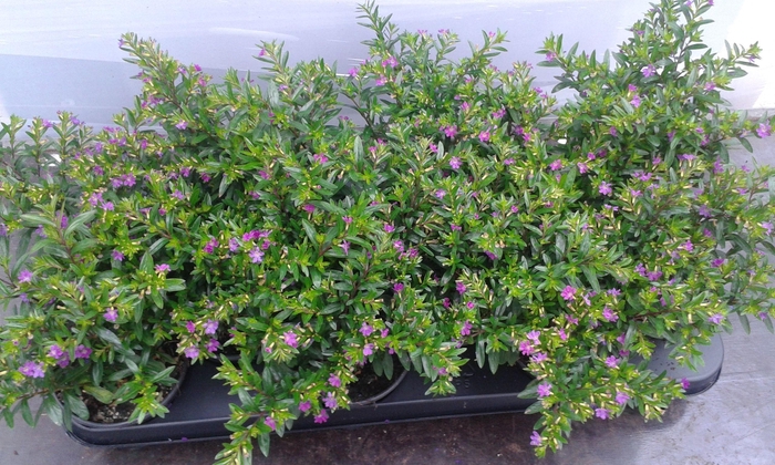 <h4>Cuphea hyssopifolia paars</h4>