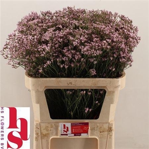 LIM SIN TENNESS PINK