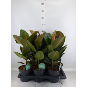 Ficus elastica 'Robusta'