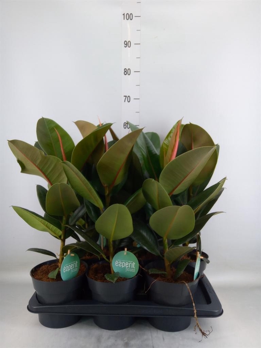 <h4>Ficus elastica 'Robusta'</h4>