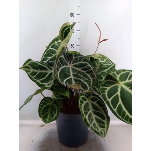 Anthurium crys. 'Karma Crystal Hyb'