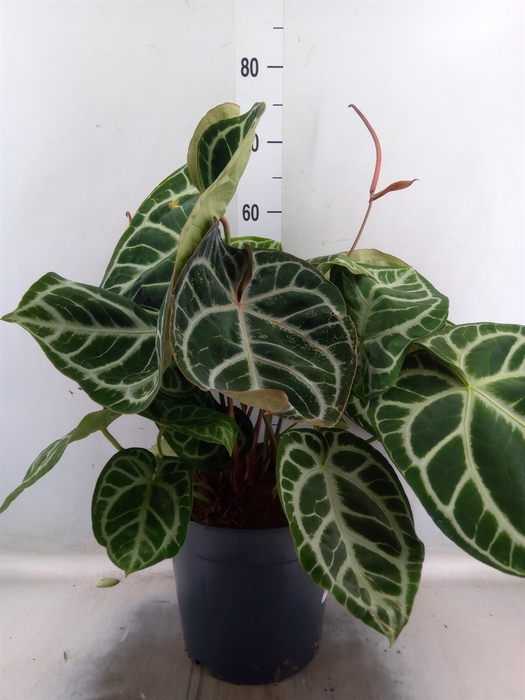 <h4>Anthurium crys. 'Karma Crystal Hyb'</h4>