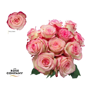 Rosa Ec Paloma