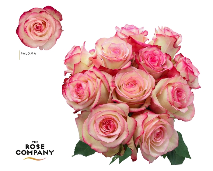 <h4>Rosa Ec Paloma</h4>