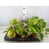 Scindapsus   ...