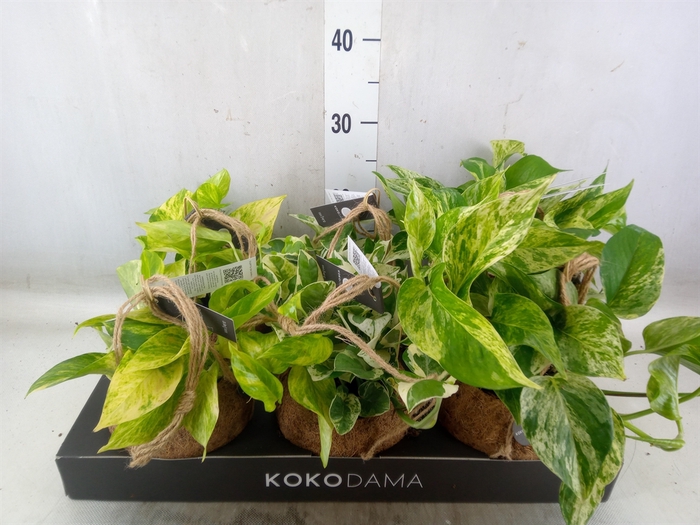 Scindapsus   ...