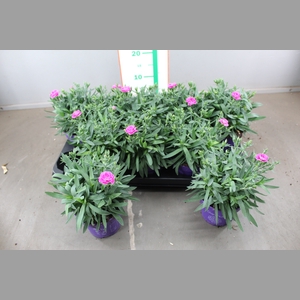 DIANTHUS CA PEMAN