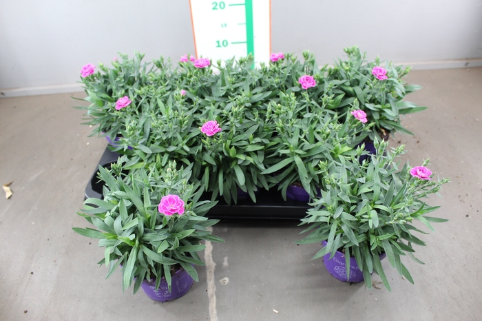 DIANTHUS CA PEMAN