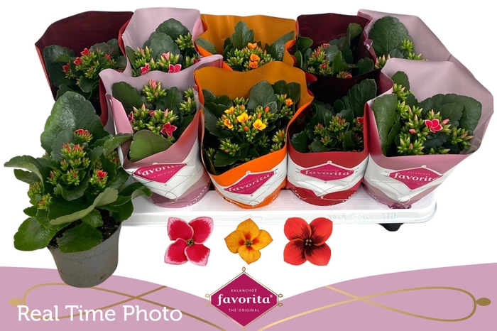 <h4>KAL EN GEM 3 KL</h4>