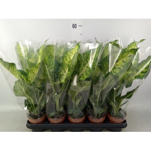 Dieffenbachia  'Mars'