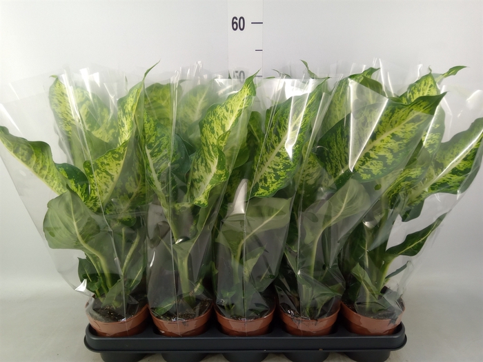 <h4>Dieffenbachia  'Mars'</h4>