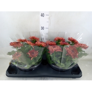 Chrysanthemum  'Cosmo Bordeaux'