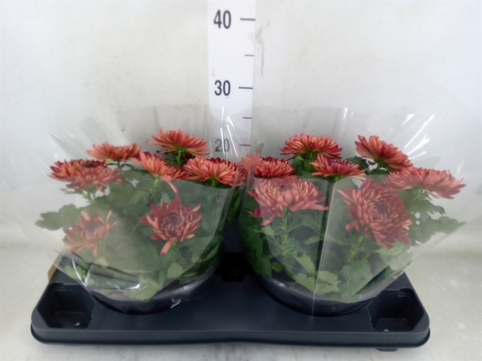 <h4>Chrysanthemum  'Cosmo Bordeaux'</h4>