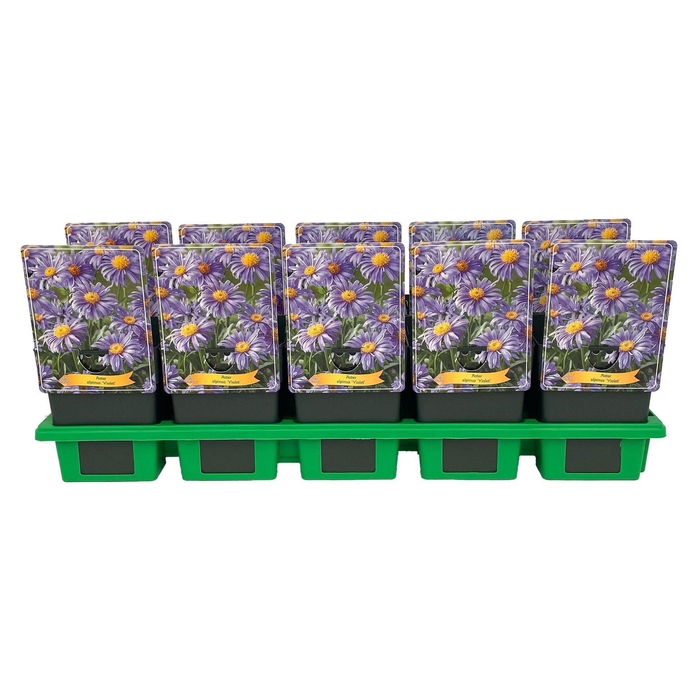 <h4>Aster alpinus</h4>