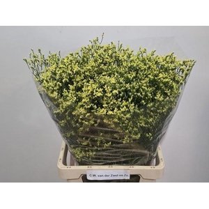 Limonium Sin Cyrus Diamond