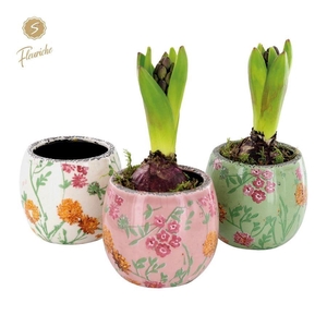 (1601) Hyacint Early Springtime [M] 1PP Mos