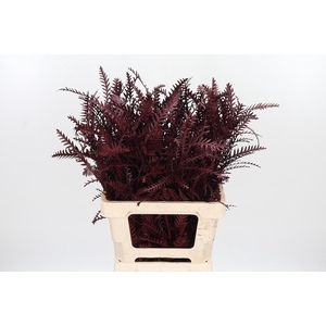 Grevilea Ivanhoe Kl Bh Bordeaux