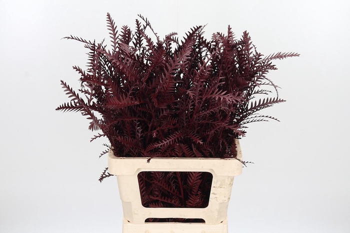 <h4>Grevilea Ivanhoe Kl Bh Bordeaux</h4>