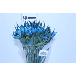 ALSTROEMERIA TINGIDA 080 CM AZUL