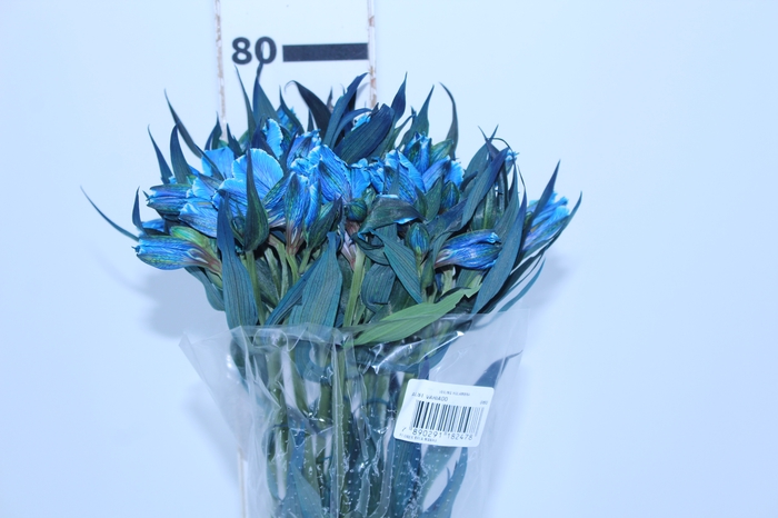 ALSTROEMERIA TINGIDA 080 CM AZUL