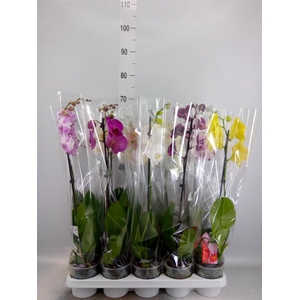 Phalaenopsis   ...mix