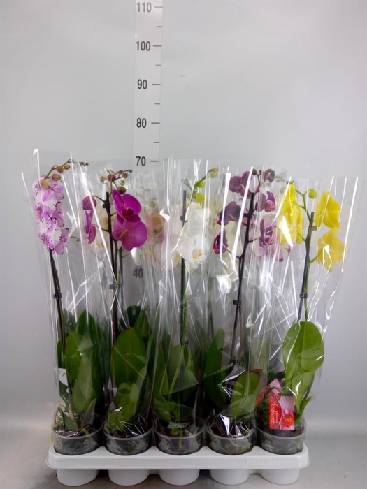 <h4>Phalaenopsis   ...mix</h4>