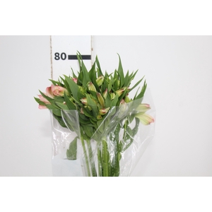 ALSTROEMERIA PAPILLON 080 CM ROSA