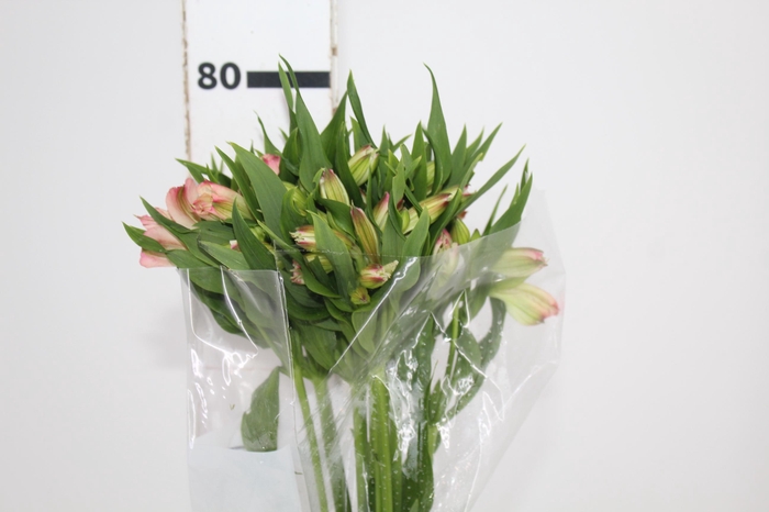 ALSTROEMERIA PAPILLON 080 CM ROSA