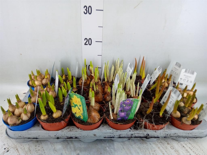 <h4>Bolbloemen   ...mix</h4>