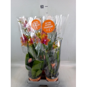 Phalaenopsis multi. 'Ant Bolgheri'