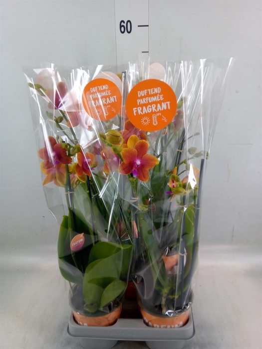 <h4>Phalaenopsis multi. 'Ant Bolgheri'</h4>