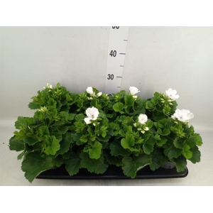 Pelargonium gran.   ..