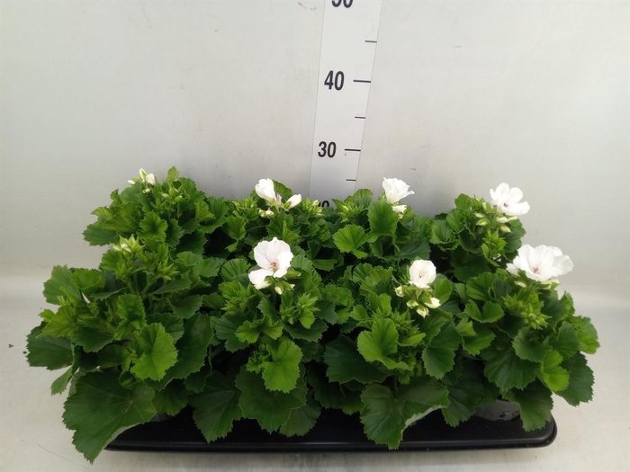 <h4>Pelargonium gran.   ..</h4>