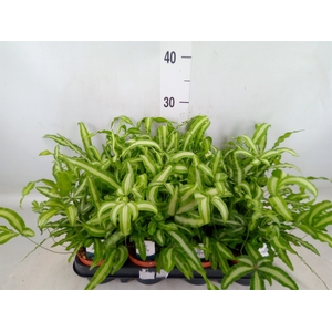 Pteris cretica 'Albolineata'
