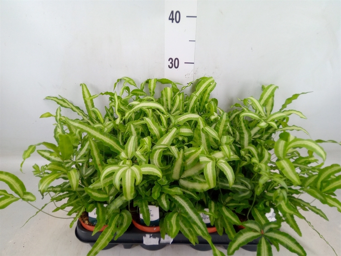 <h4>Pteris cretica 'Albolineata'</h4>