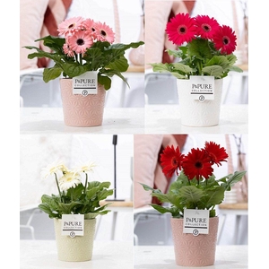 Gerbera belicht 2+ in pure ceramic Juliette 3 ass. keramiek