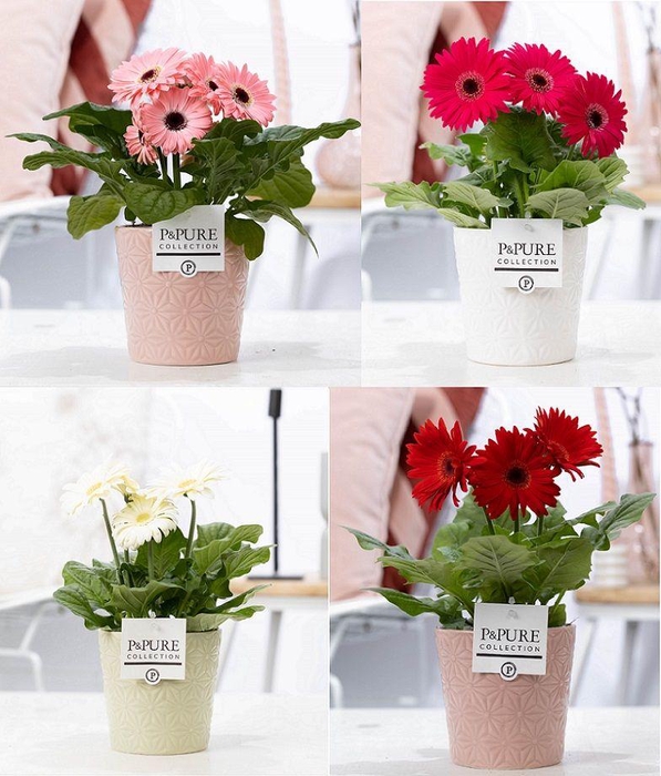 <h4>Gerbera belicht 2+ in pure ceramic Juliette 3 ass. keramiek</h4>