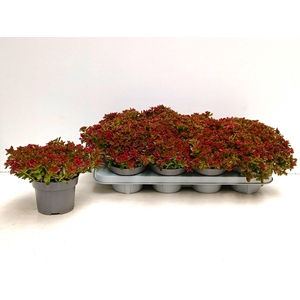 SEDUM SPU SPOT D ROS