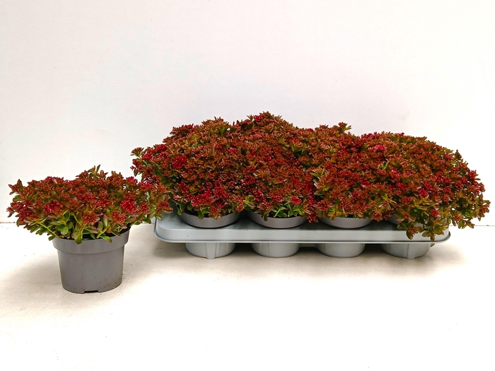 <h4>SEDUM SPU SPOT D ROS</h4>