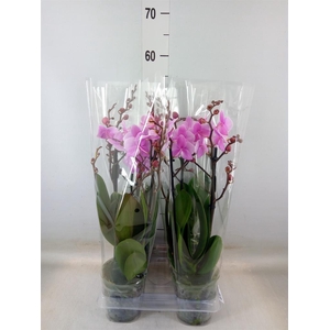 Phalaenopsis multi. 'Beaution'