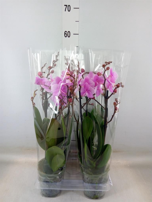 <h4>Phalaenopsis multi. 'Beaution'</h4>