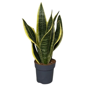 Sansevieria Futura Superba